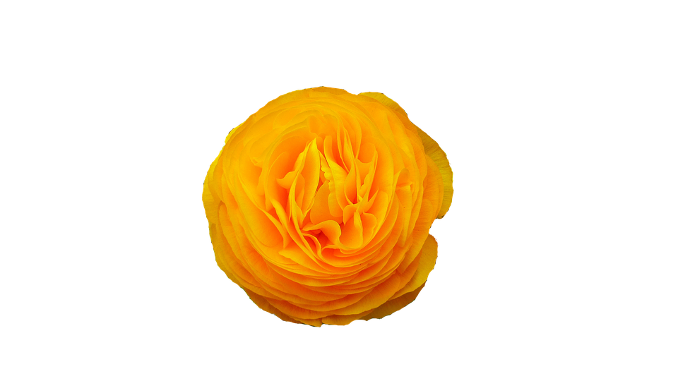 Vibrant Yellow Ranunculus Flower PNG Image