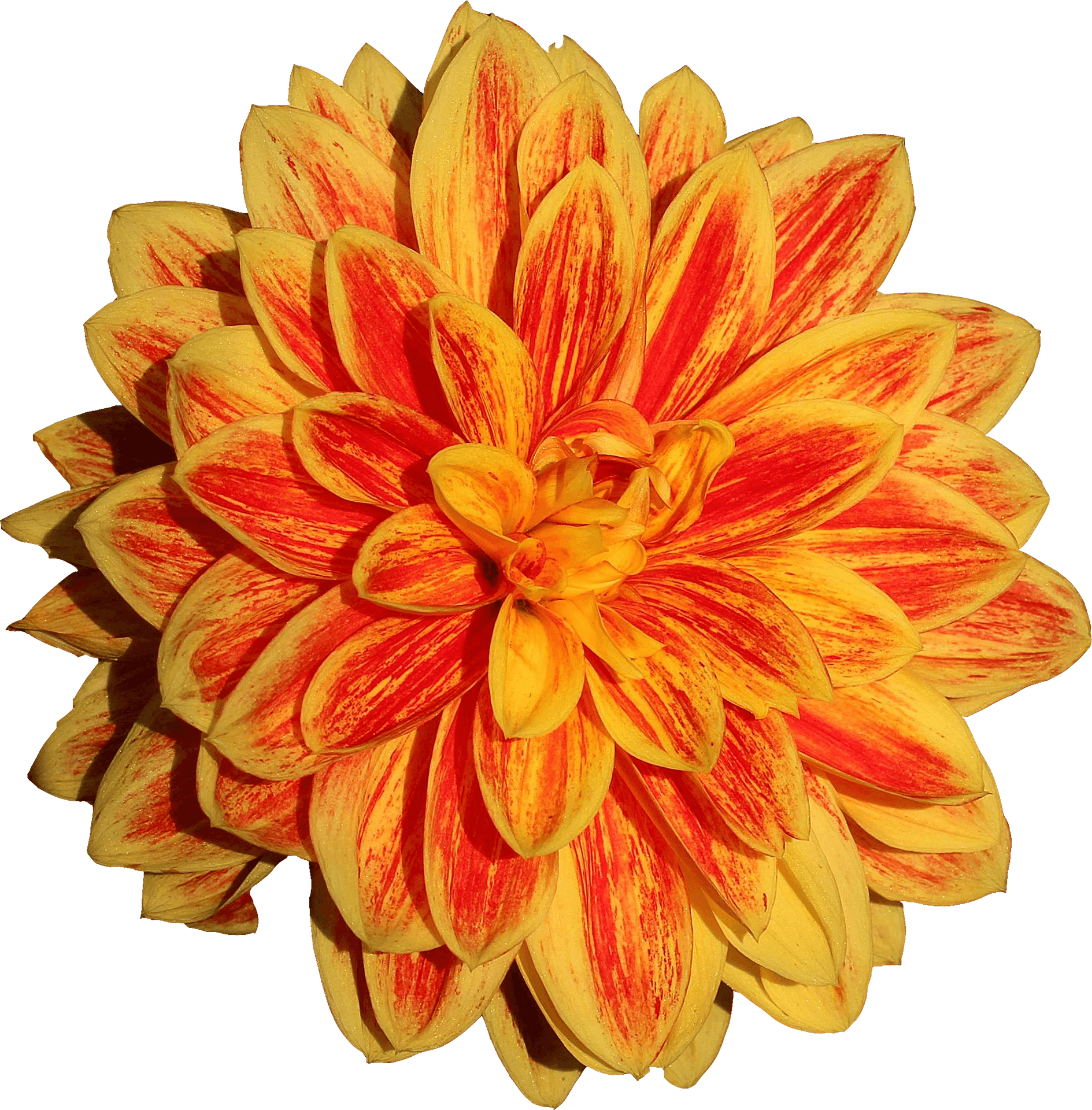 Vibrant Yellow Red Dahlia Flower PNG Image