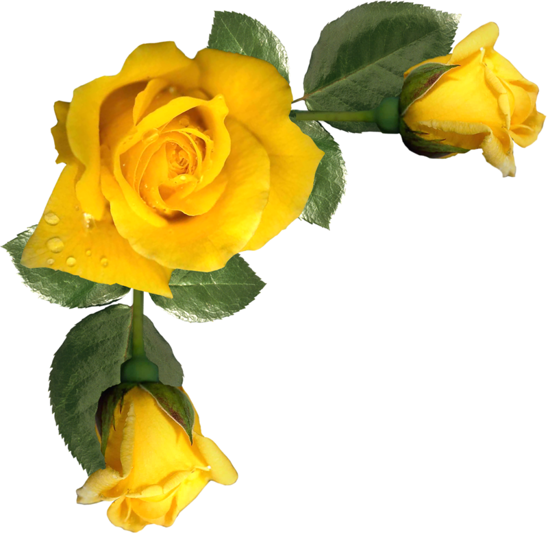 Vibrant Yellow Rose Duo.png PNG Image