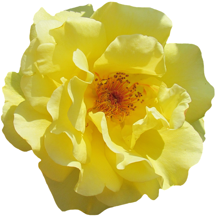 Vibrant Yellow Rose Flower PNG Image