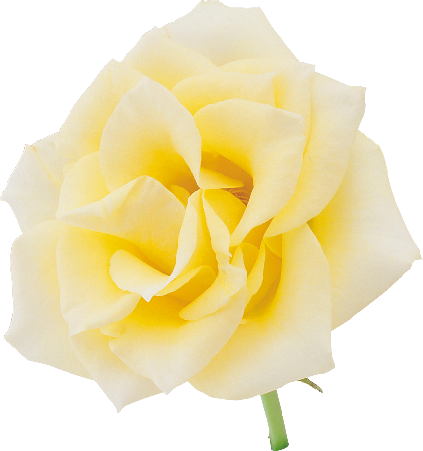 Vibrant Yellow Rose Isolated PNG Image