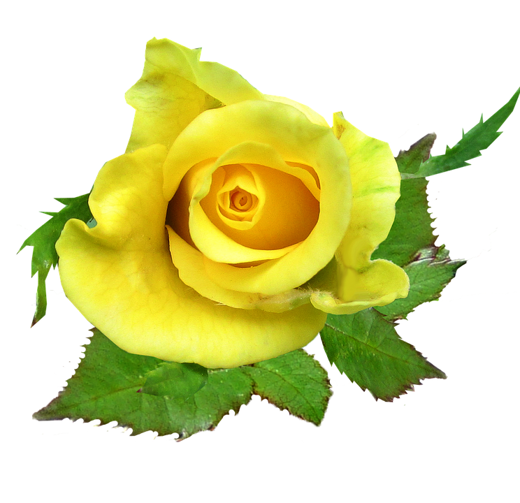 Vibrant Yellow Rose Isolated.png PNG Image