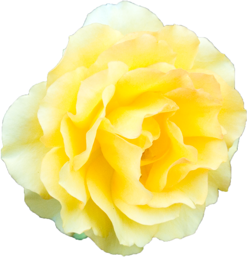 Vibrant Yellow Rose Isolated PNG Image