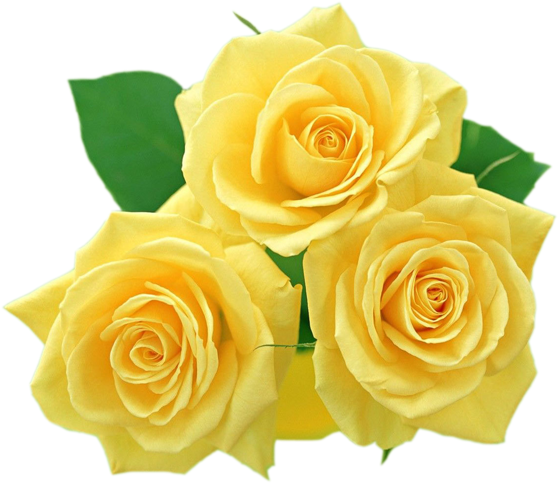 Vibrant Yellow Roses Bouquet PNG Image