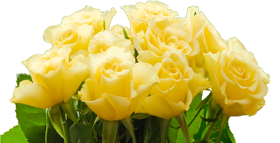 Vibrant Yellow Roses Bouquet PNG Image