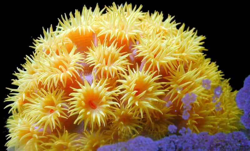 Vibrant Yellow Sea Anemone PNG Image