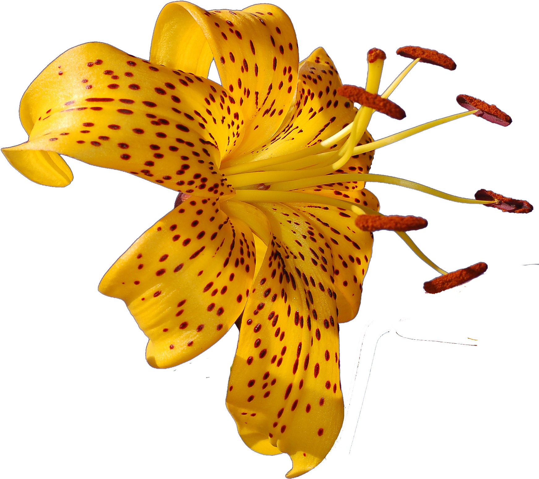 Vibrant Yellow Spotted Lily PNG Image