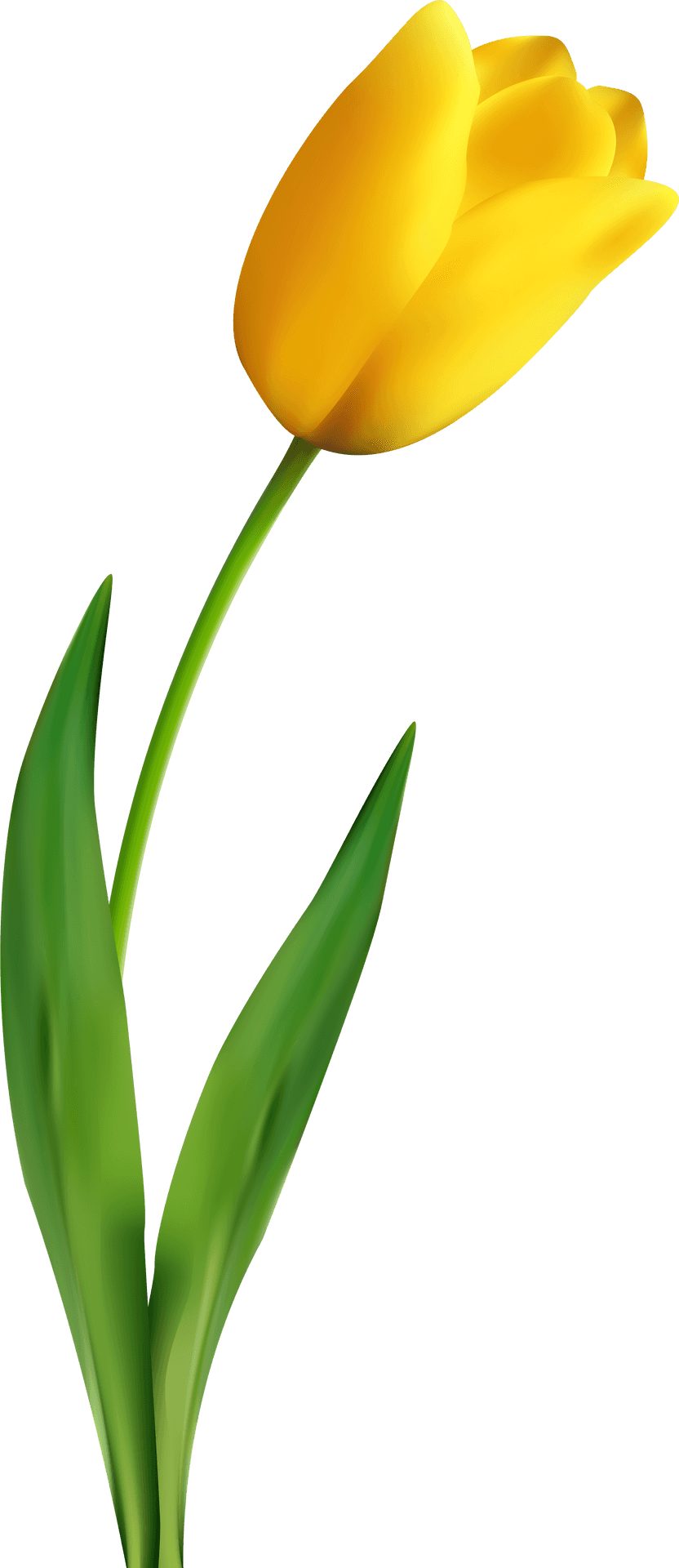 Vibrant Yellow Tulip Flower PNG Image