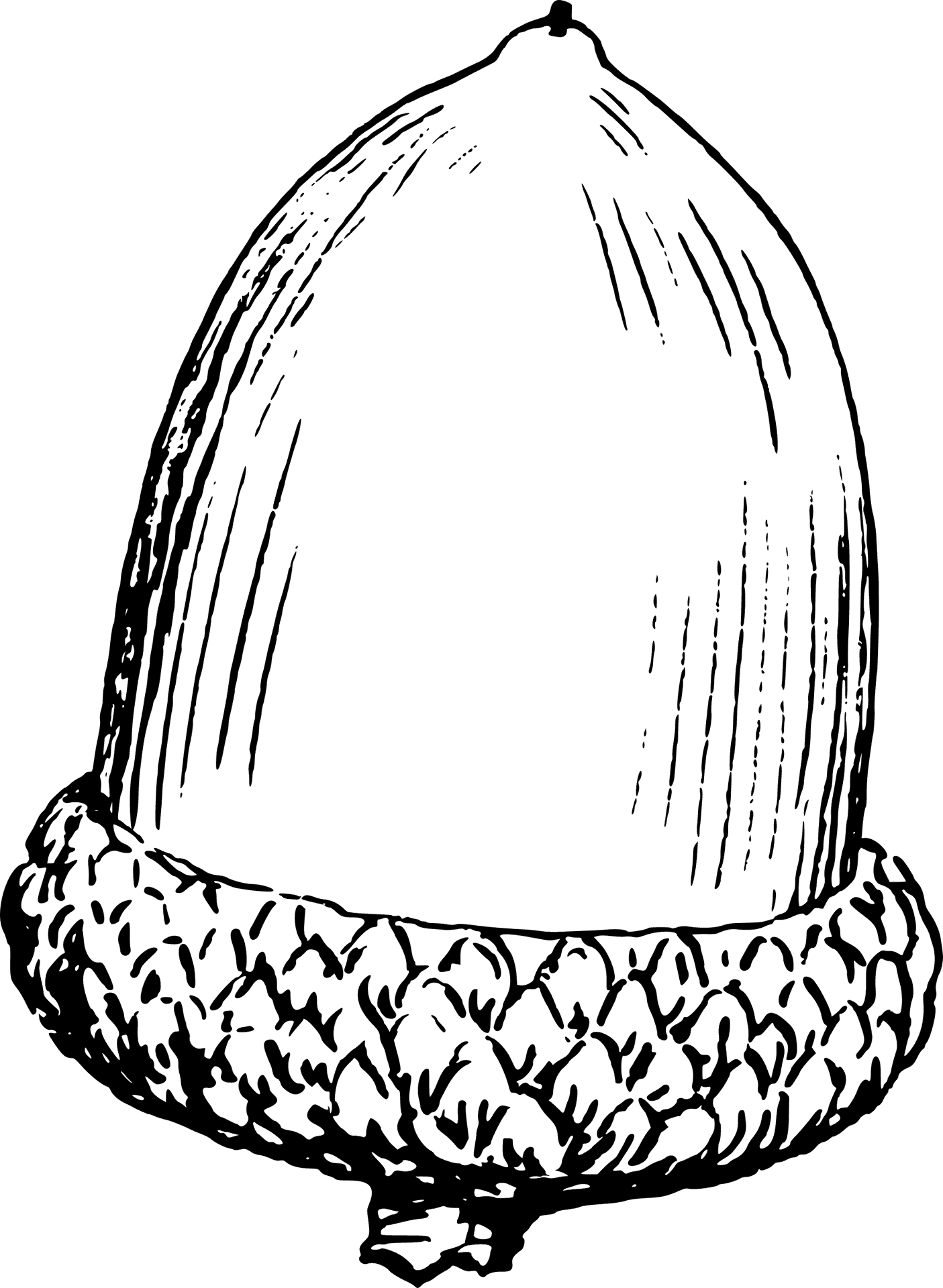 Vintage Acorn Drawing PNG Image