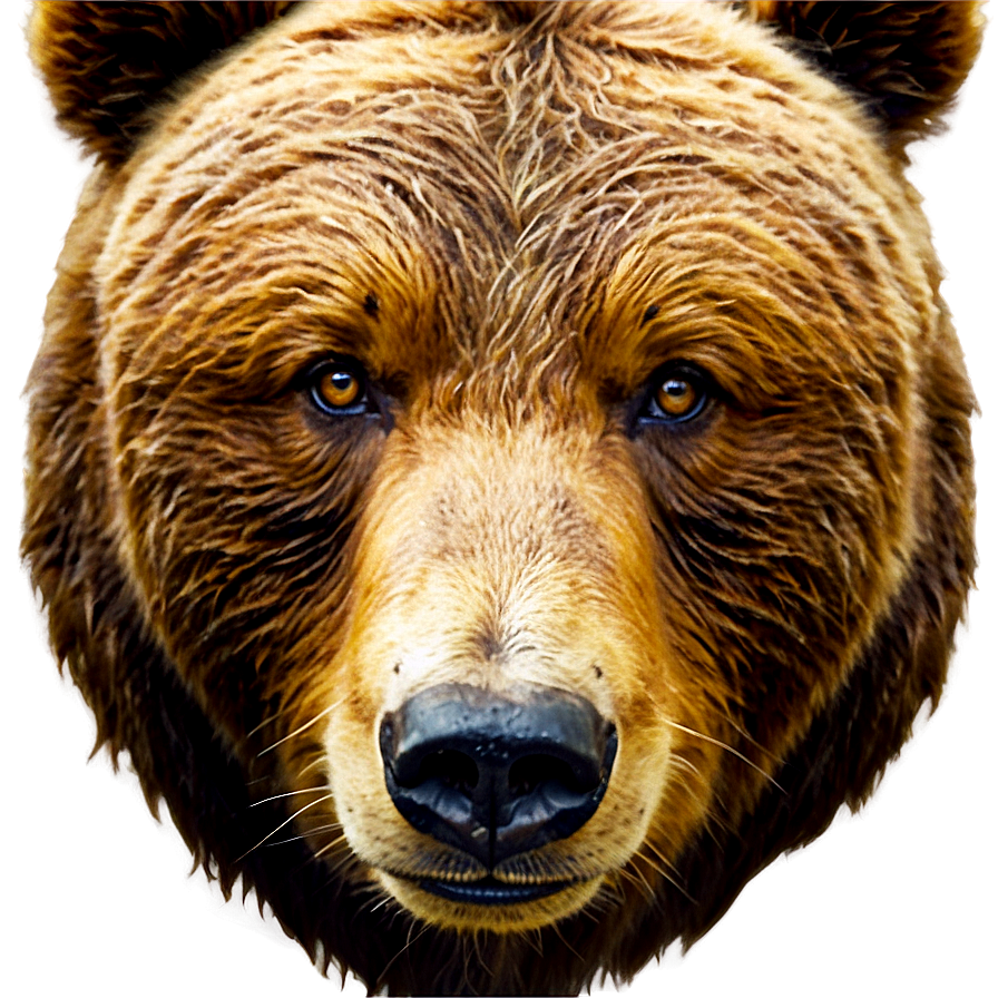 Vintage Bear Face Png Qcl PNG Image