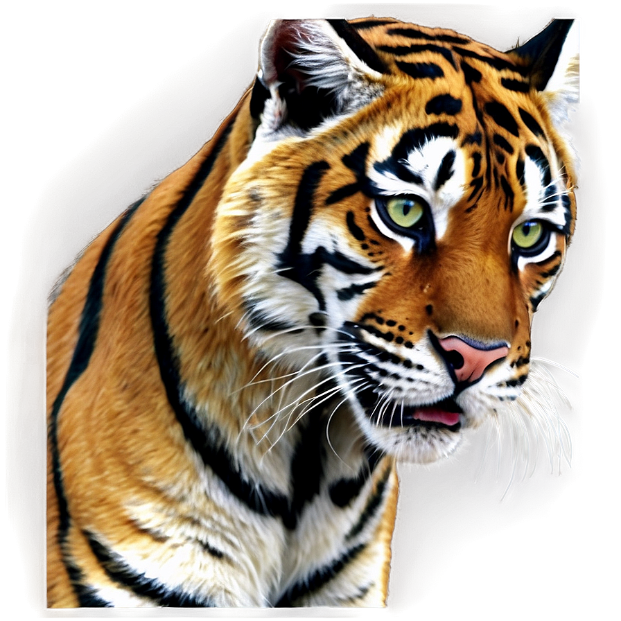 Vintage Bengals Logo Png Qnq13 PNG Image