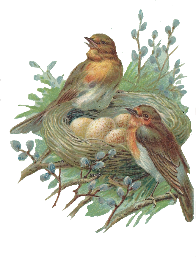 Vintage Birds Nest Illustration PNG Image