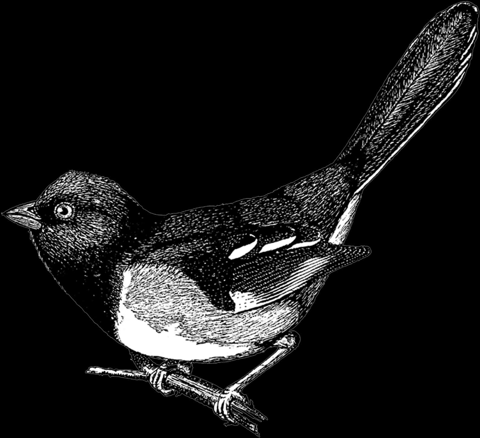 Vintage Blackand White Bird Illustration PNG Image