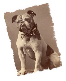 Vintage Bulldog Portrait PNG Image