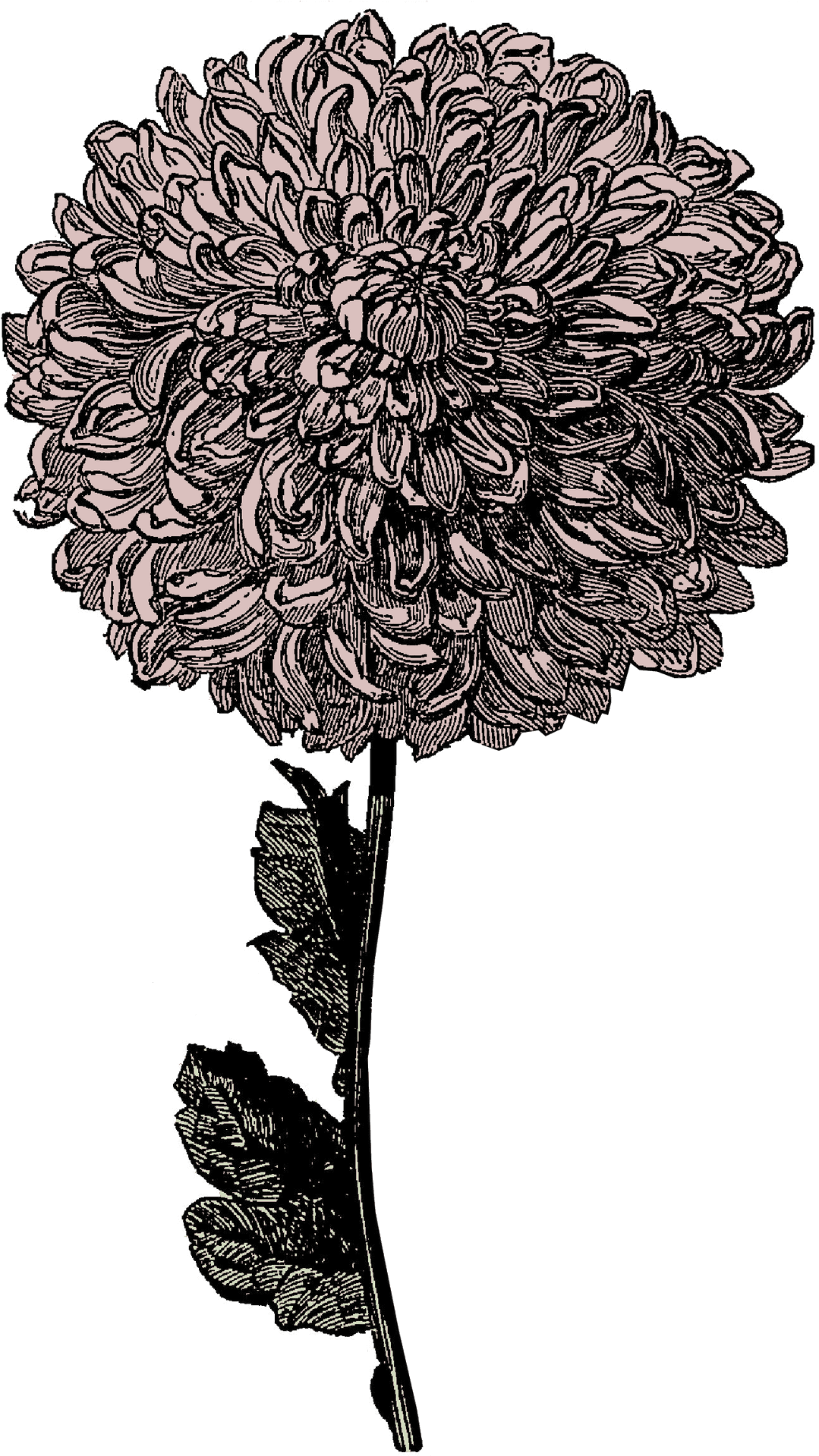 Vintage Chrysanthemum Illustration PNG Image