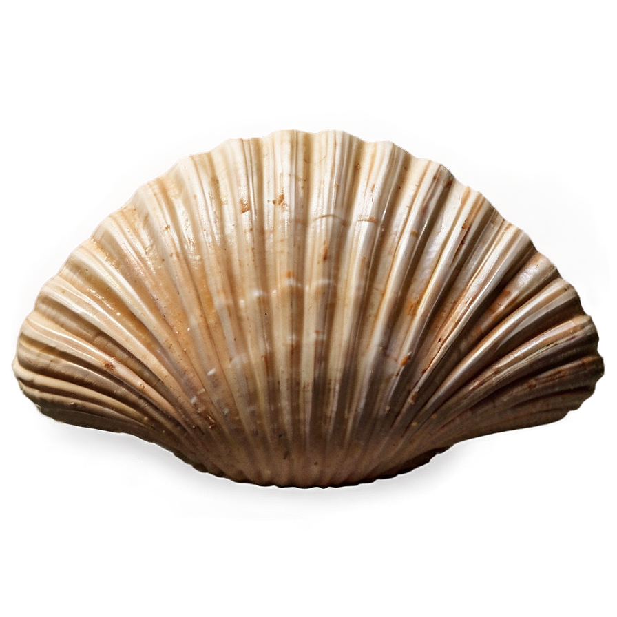 Vintage Clam Shell Png 61 PNG Image