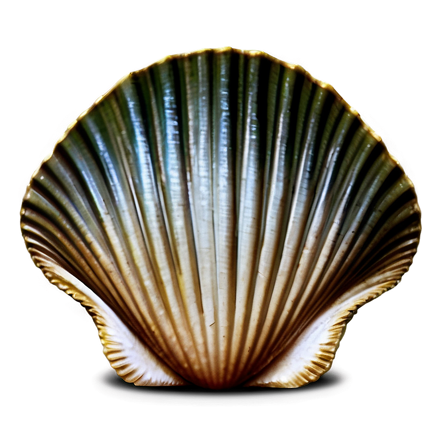 Vintage Clam Shell Png Cxb52 PNG Image