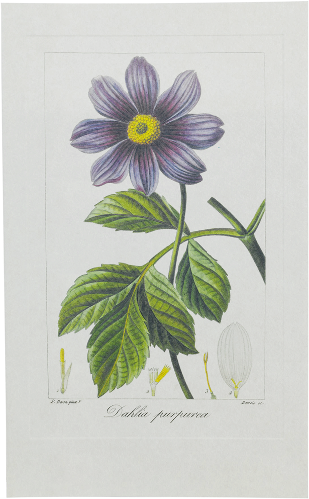 Vintage Dahlia Purpurea Illustration PNG Image