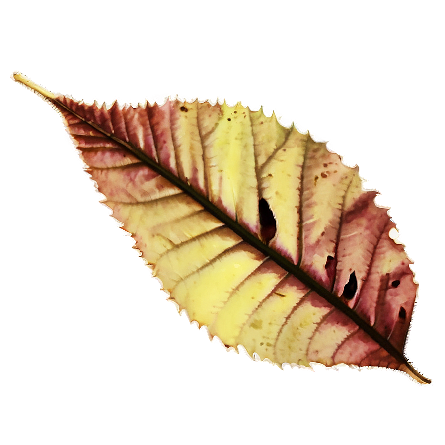 Vintage Fallen Leaves Image Png 53 PNG Image