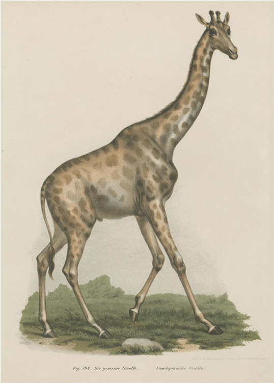 Vintage Giraffe Illustration PNG Image