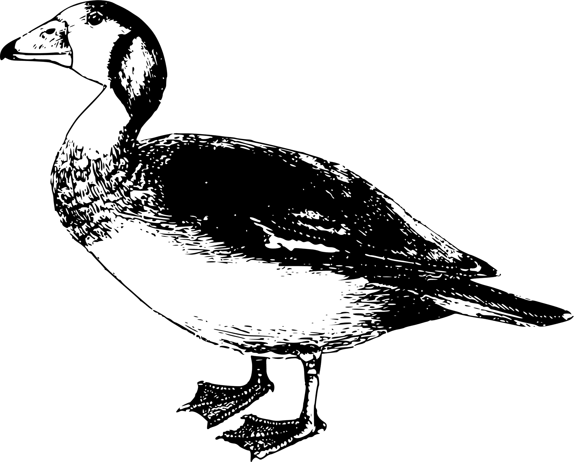 Vintage Goose Illustration PNG Image