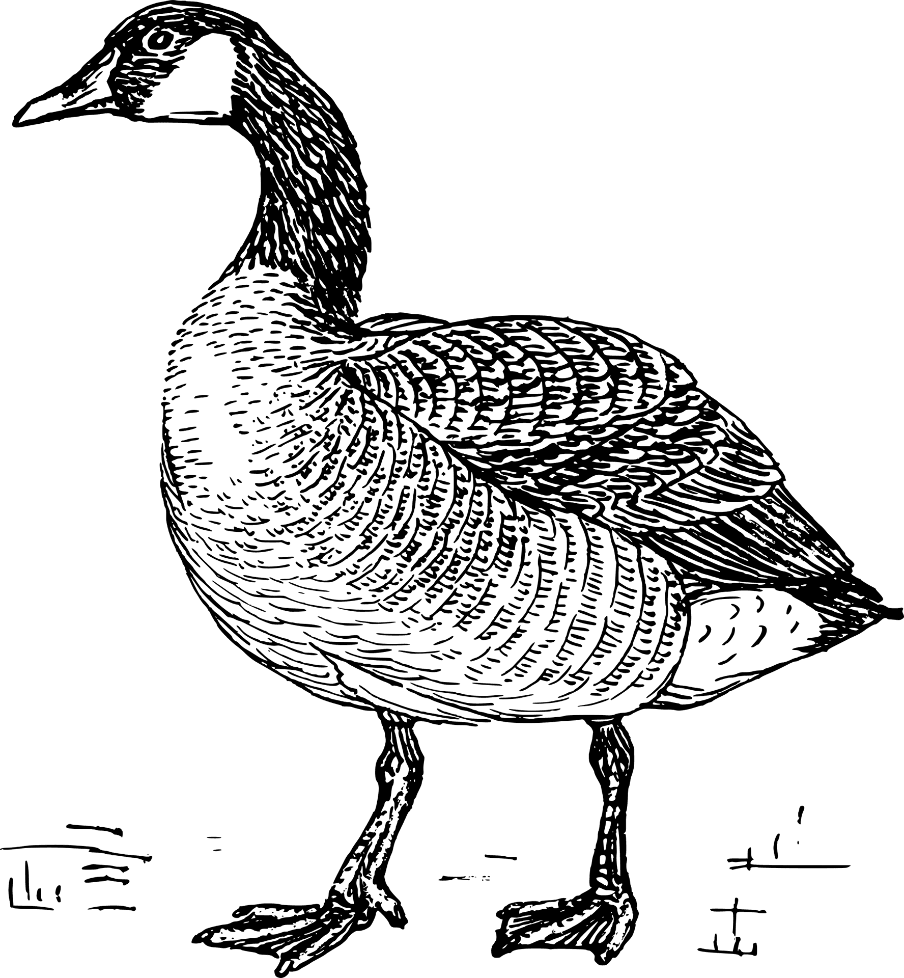 Vintage Goose Illustration PNG Image