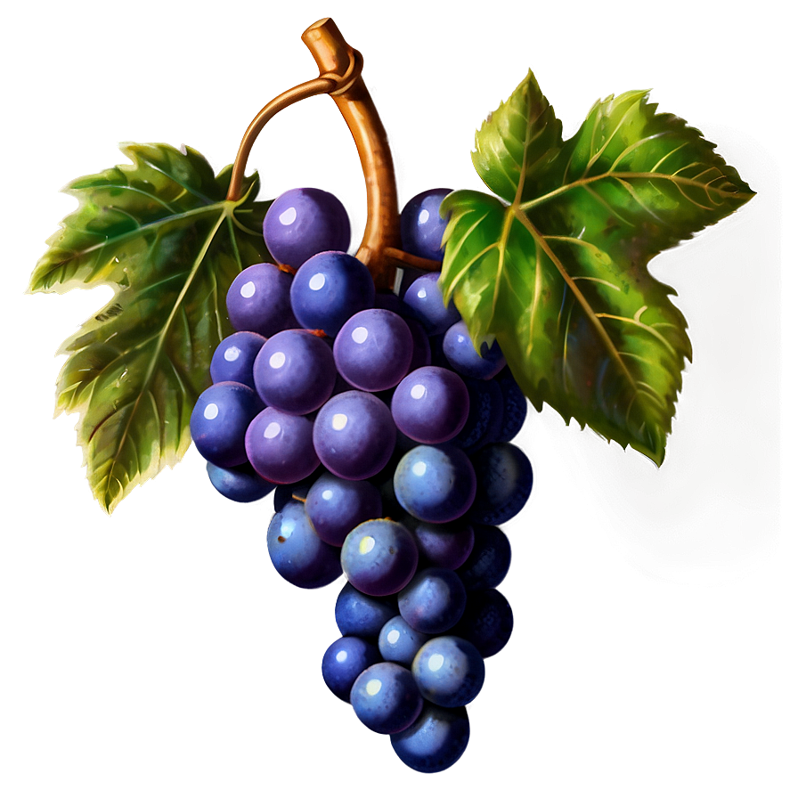 Vintage Grapes Png Uub PNG Image