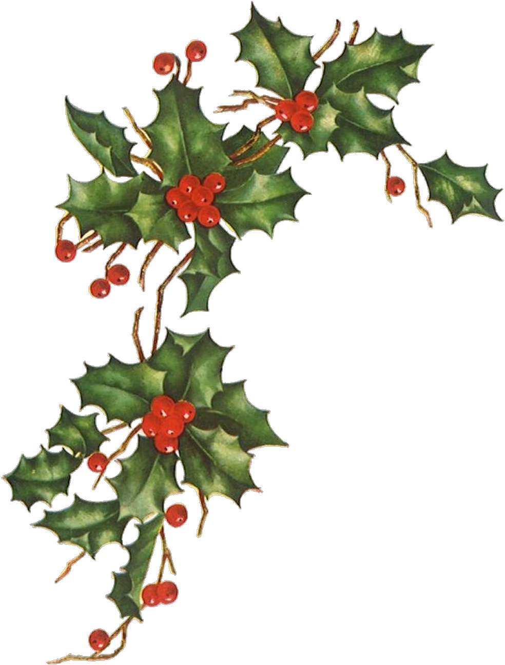 Vintage Holly Berries Illustration PNG Image