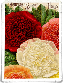 Vintage_ Hollyhock_ Seed_ Packet_ Illustration PNG Image