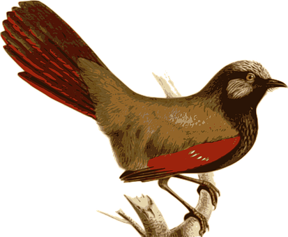 Vintage Illustrated Bird PNG Image