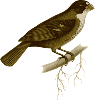 Vintage Illustrated Birdon Branch PNG Image