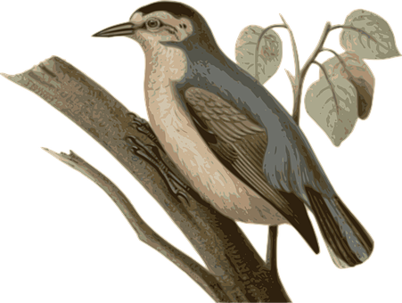 Vintage Illustrated Birdon Branch PNG Image