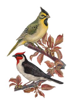 Vintage Illustrated Birdson Branch PNG Image