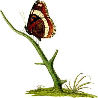 Vintage_ Illustrated_ Butterfly_ Perched PNG Image