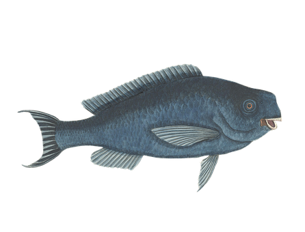 Vintage Illustrated Deep Sea Fish PNG Image