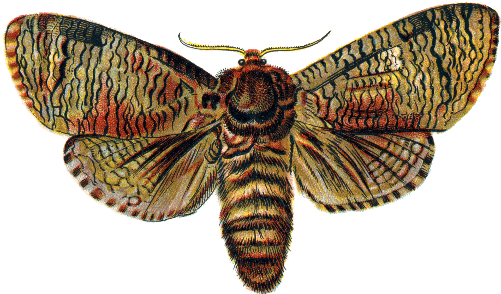 Vintage Illustrated Moth PNG Image