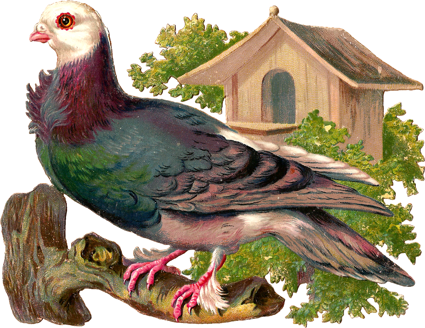 Vintage Illustrated Pigeon Perched PNG Image