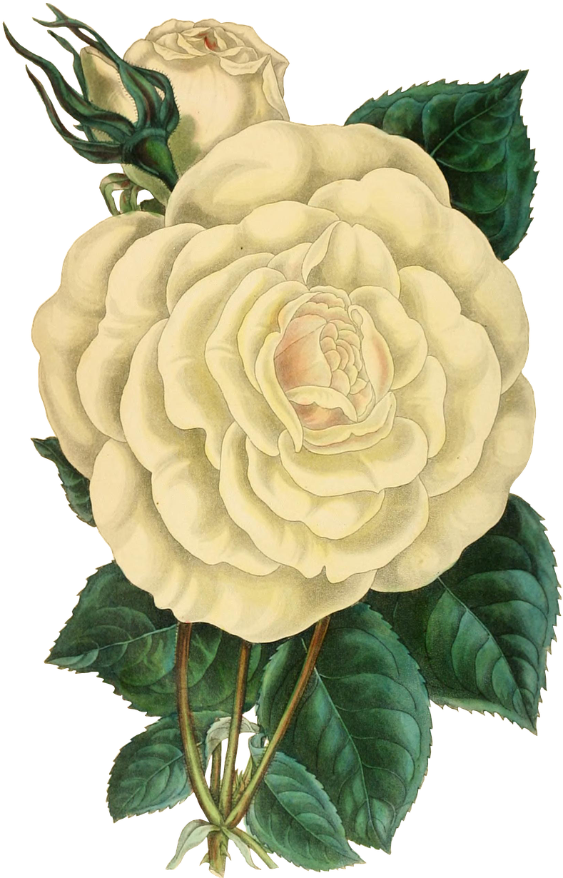 Vintage Illustrated White Rose PNG Image