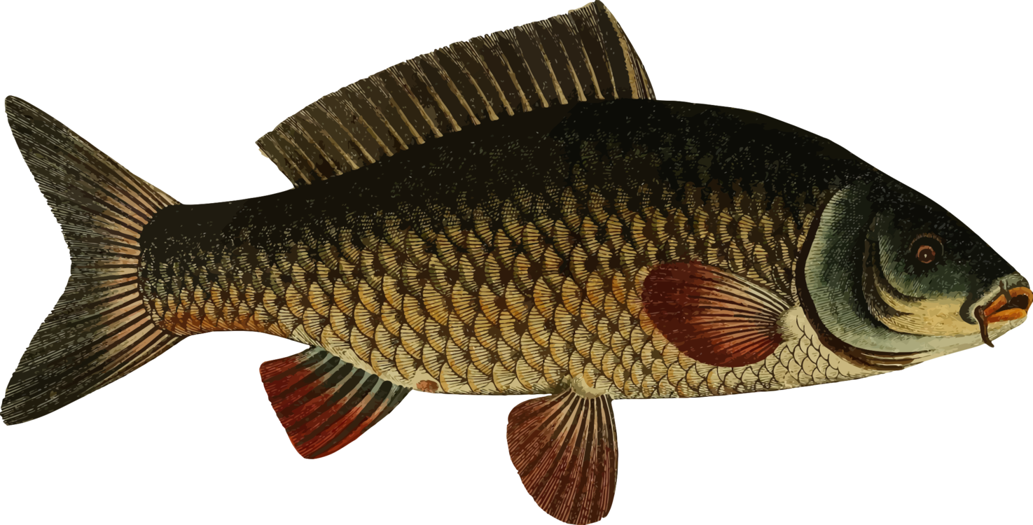 Vintage Illustration Carp PNG Image