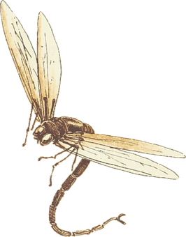 Vintage Illustrationof Flying Insect PNG Image