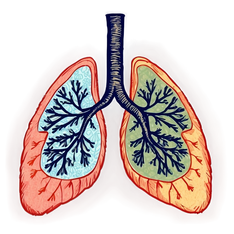 Vintage Lungs Sketch Png 05232024 PNG Image