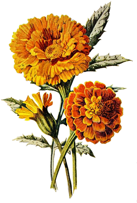 Vintage Marigold Illustration PNG Image