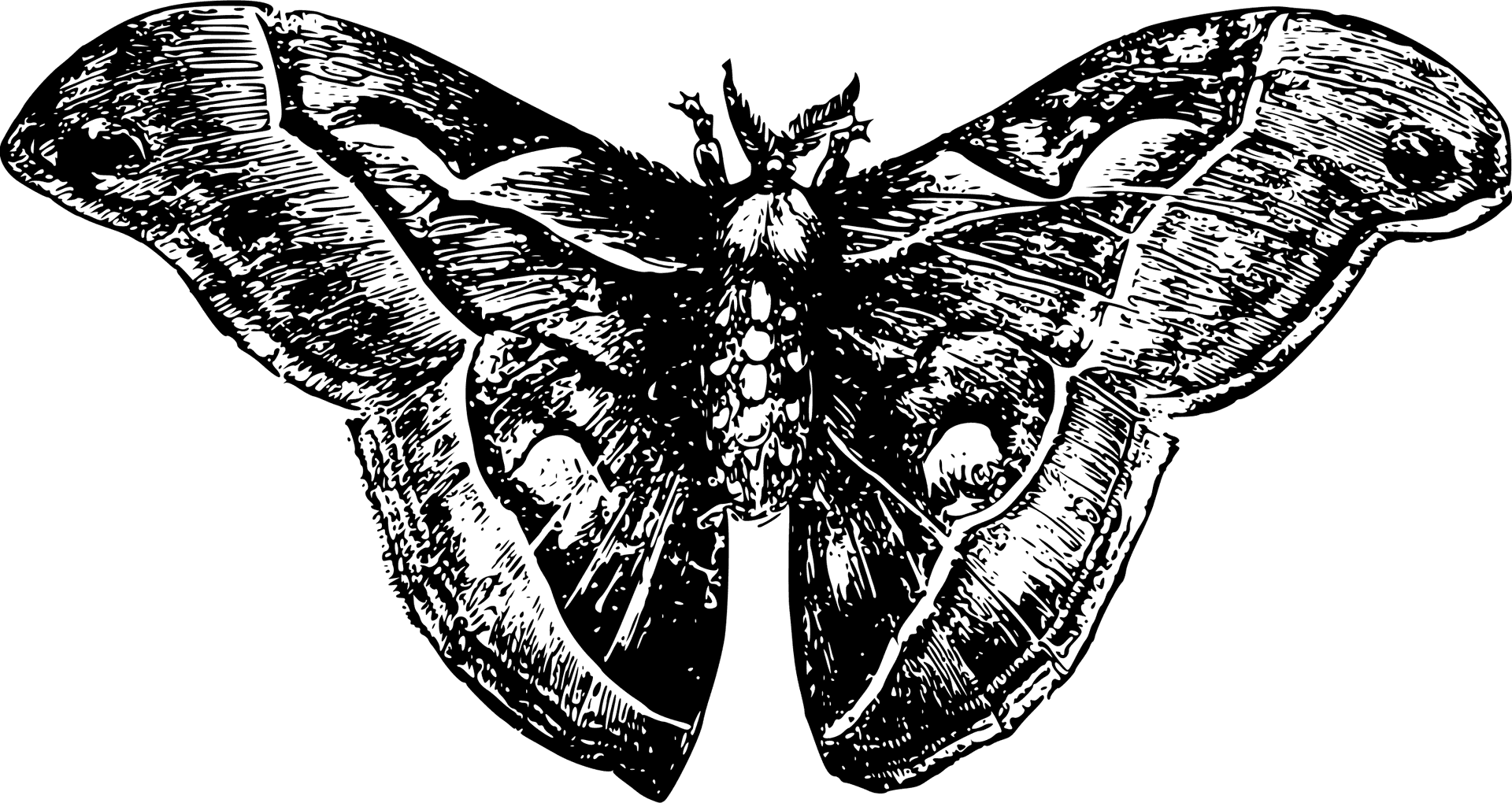 Vintage Moth Illustration PNG Image