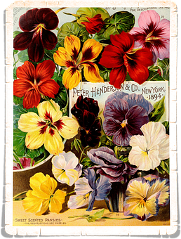 Vintage_ Pansies_ Seed_ Catalog_ Cover_1894 PNG Image