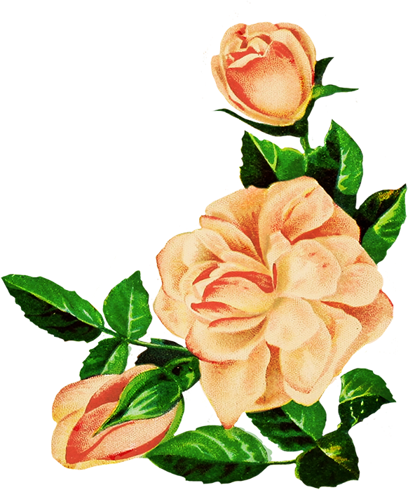 Vintage Peach Roses Illustration PNG Image