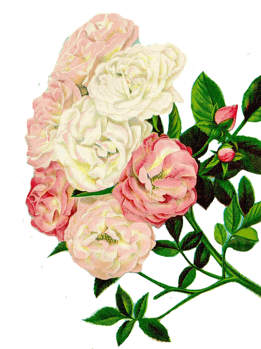 Vintage_ Pink_and_ White_ Roses_ Illustration.png PNG Image