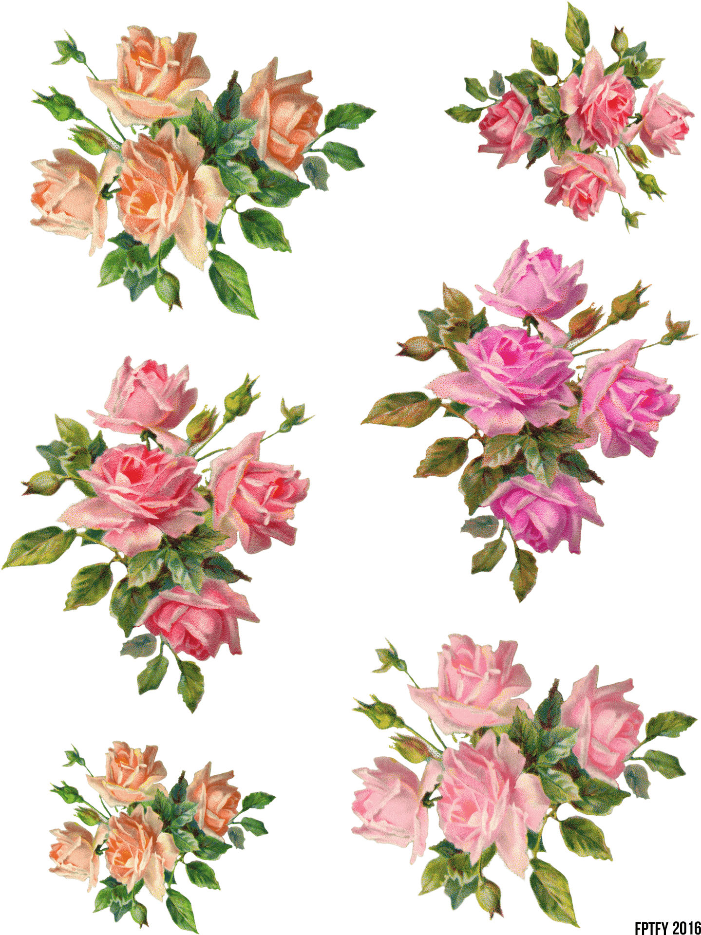 Vintage_ Pink_ Rose_ Collection PNG Image