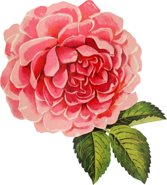 Vintage Pink Rose Illustration PNG Image