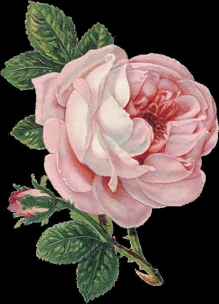 Vintage Pink Rose Illustration PNG Image