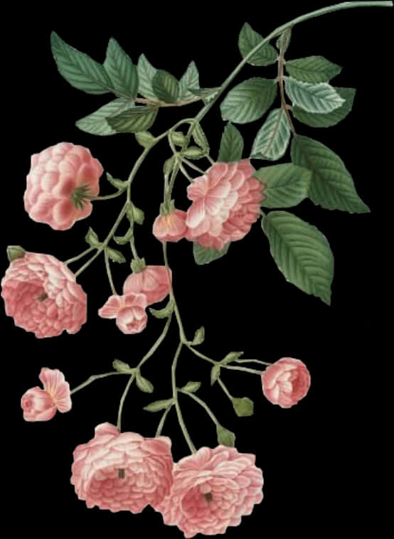 Vintage Pink Roses Illustration PNG Image